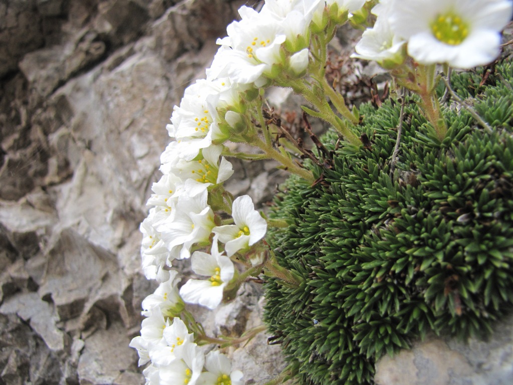 Saxifraga vandellii / Sassifraga di Vandelli